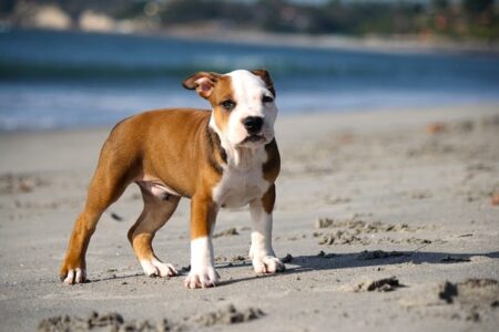 Nombres para Perros Pitbull