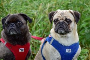 Nombres para Perros Pug
