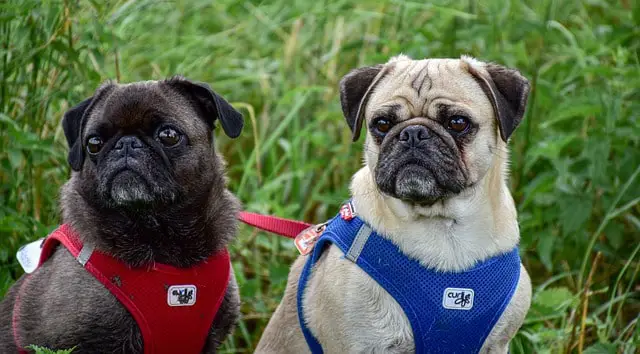 Nombres para Perros Pug