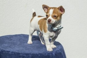 Nombres para perros chihuahua