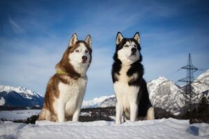Nombres para perros husky