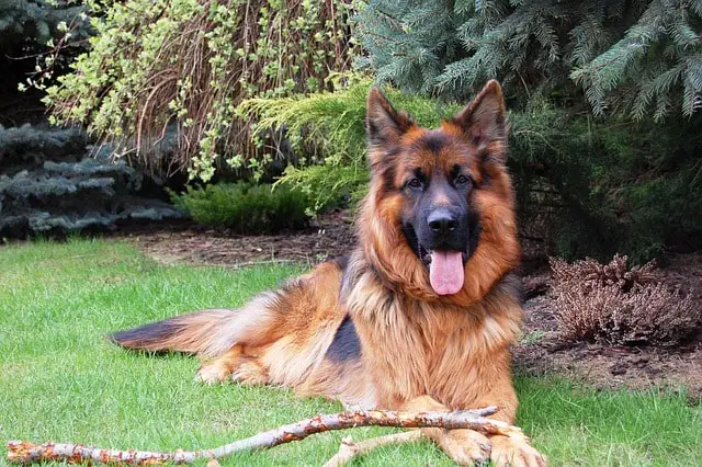 Nombres para perros pastor alemán