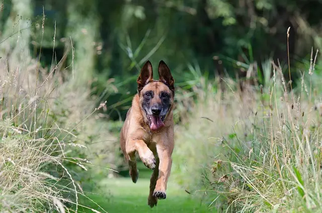 Nombres para perros pastor belga