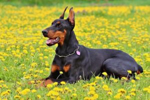 nombres para perros doberman