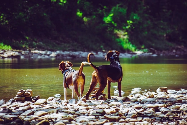 nombres para perros machos